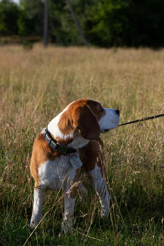 a dog is tied in grass with it's owner