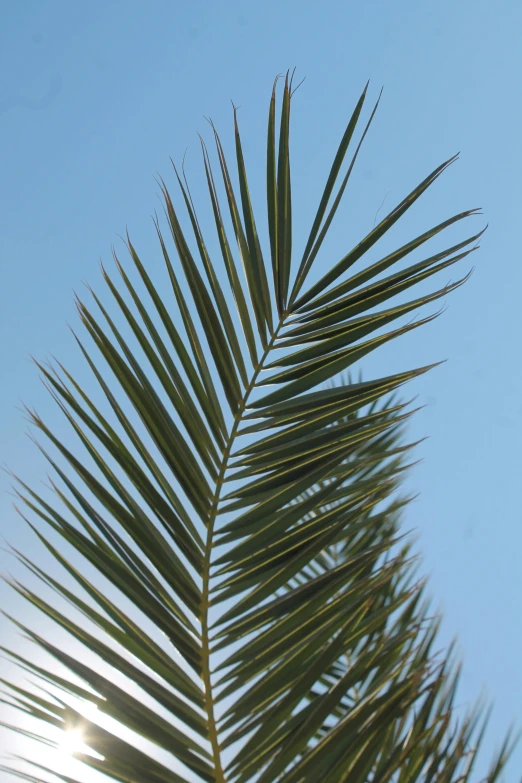 a closeup of the top of a green palm tree