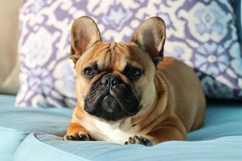 a bulldog sitting on a bed under some pillows