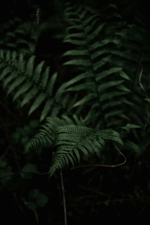 this is a closeup of some plants in the dark