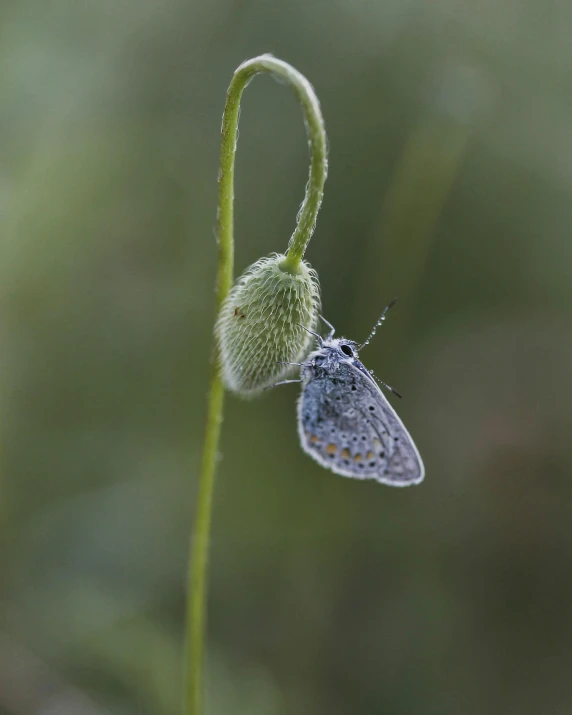 blue moth resting on a small leaf with green background