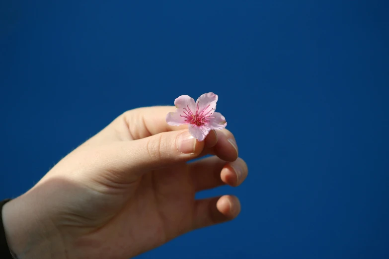 a pink flower being held in someone's hand