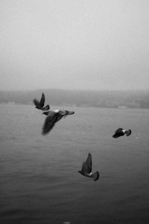 black and white po of ducks flying in the air