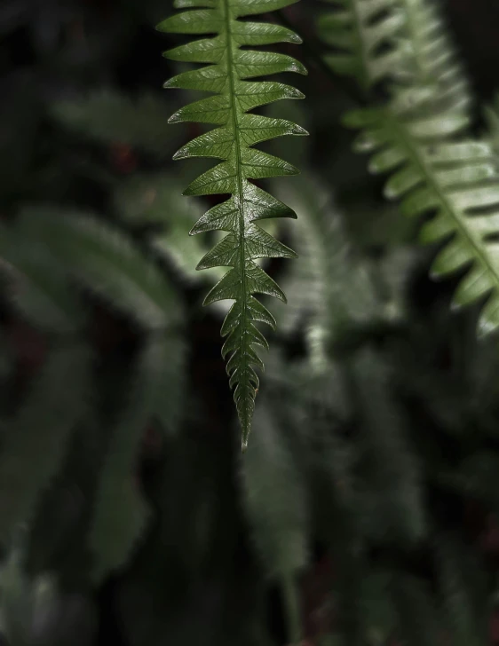 the back side of green plant with small leaves