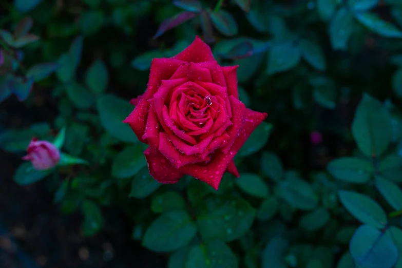 there is a red rose that is blooming in the yard