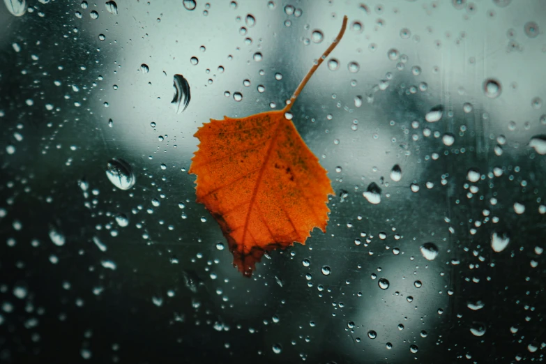 a leaf on a glass with rain drops on it