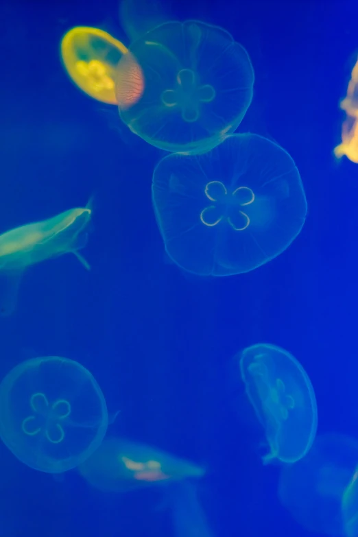 jellyfish swimming through the water under a blue light