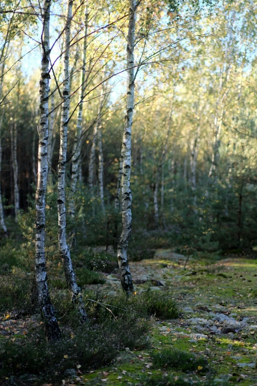 a grove of trees in the forest is shown