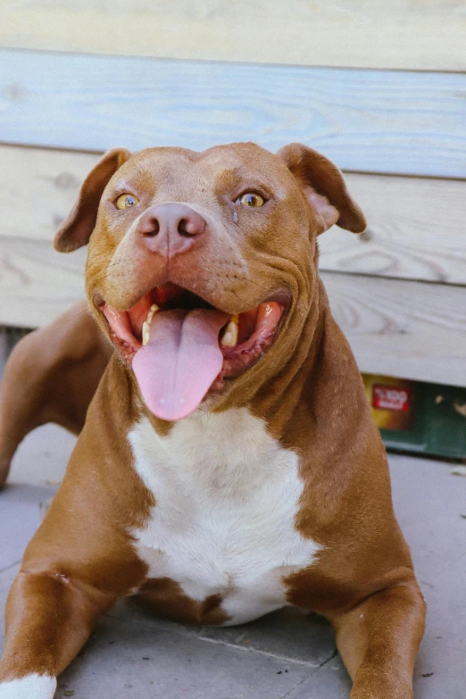 brown and white dog with white spots sitting next to a wooden fence