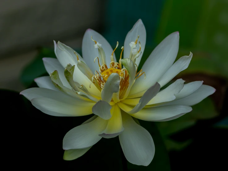 a close up image of a flower in full bloom