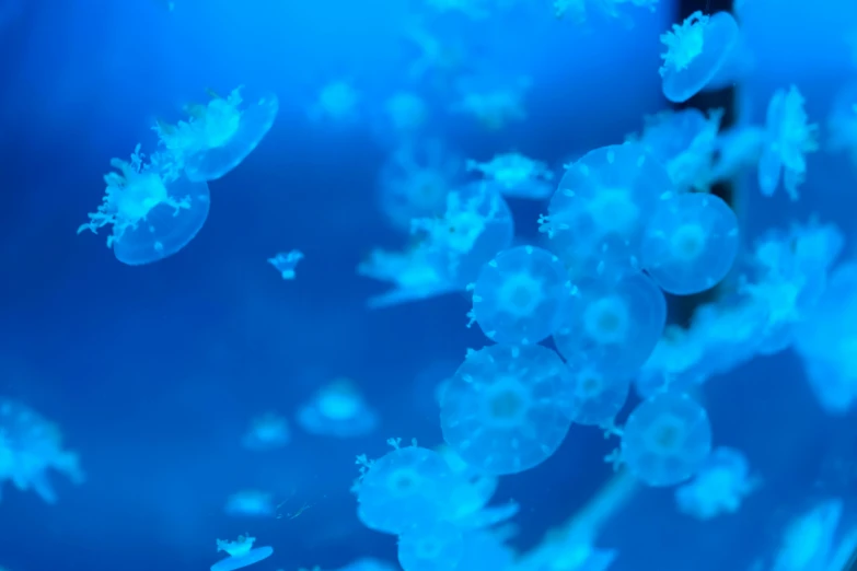 jellyfish swimming in an aquarium with bubbles on the water