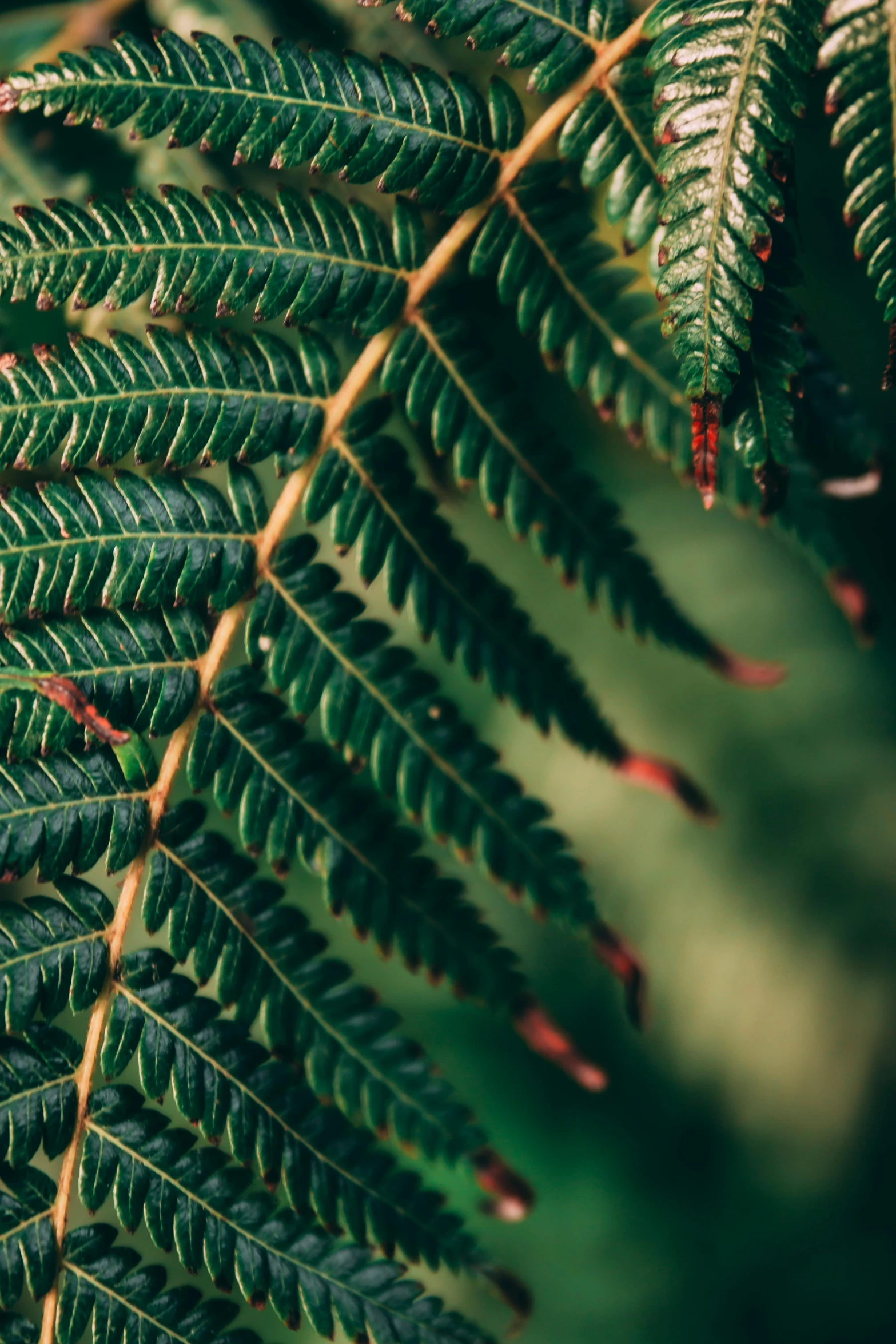 a bunch of very green leaf with water drops