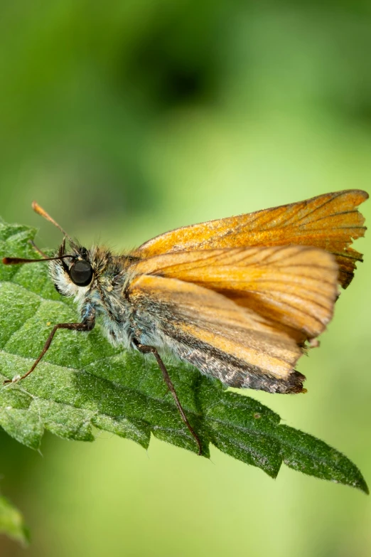 a large orange erfly on a green leaf