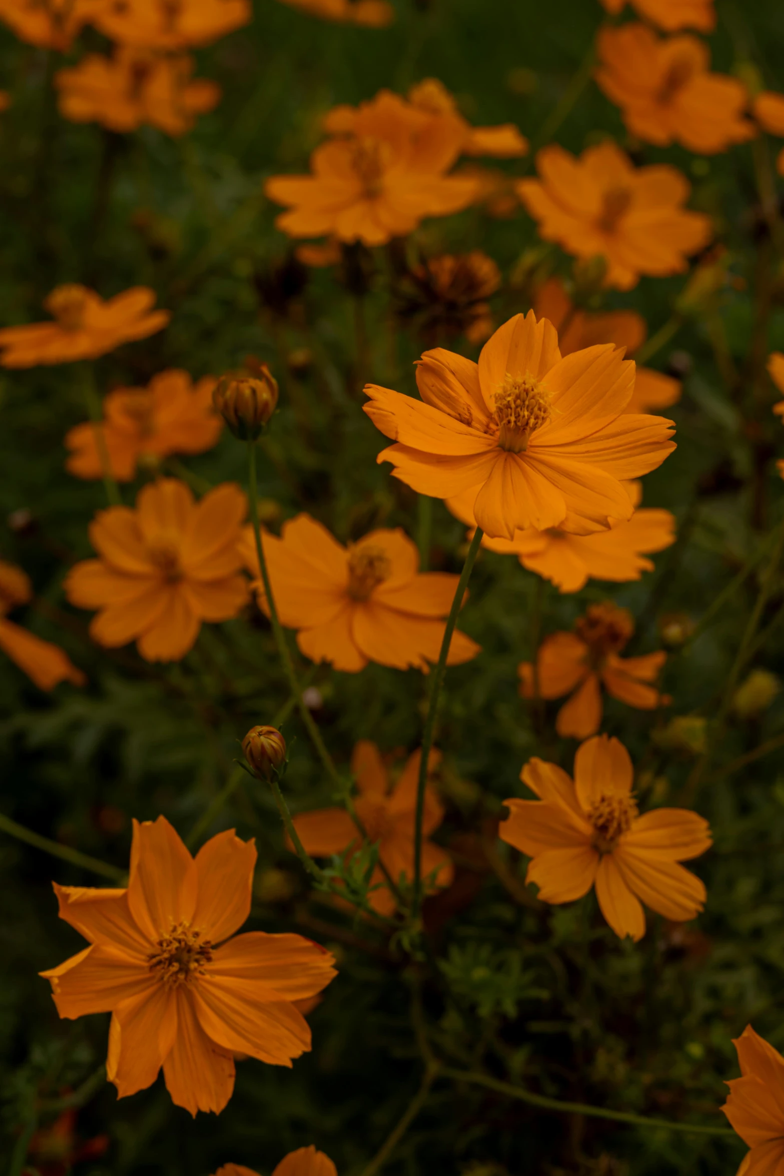 many yellow flowers are in the grass and one is blooming