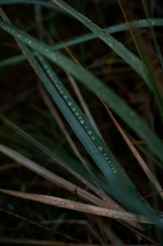 close up picture of some grass with drops of rain