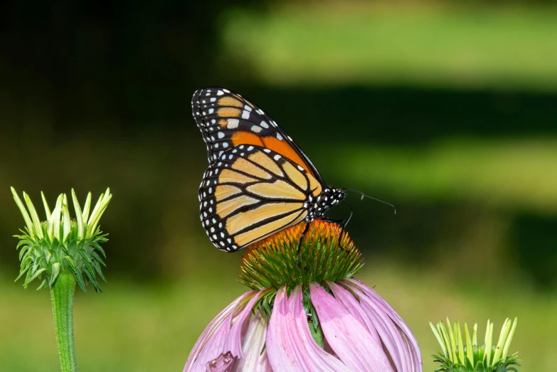 a monarch erfly perched on top of a purple flower