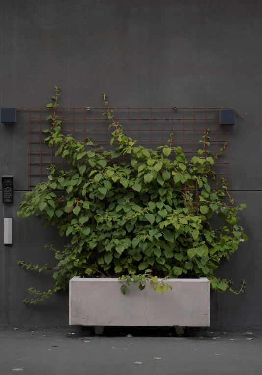 there is a plant growing out of an enclosure wall