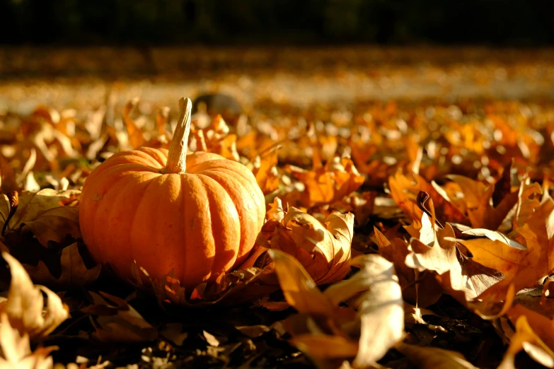 a pumpkin laying in a patch of dry leaves