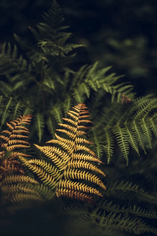 a po of leaves and ferns