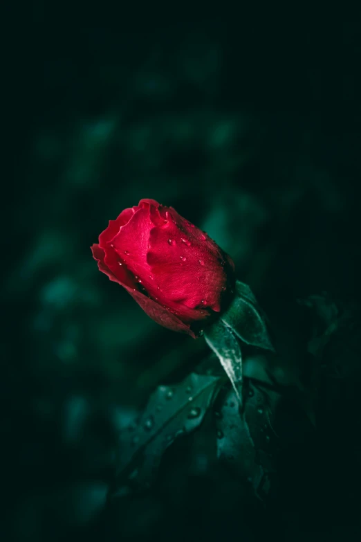 a lone red rose is in the dark