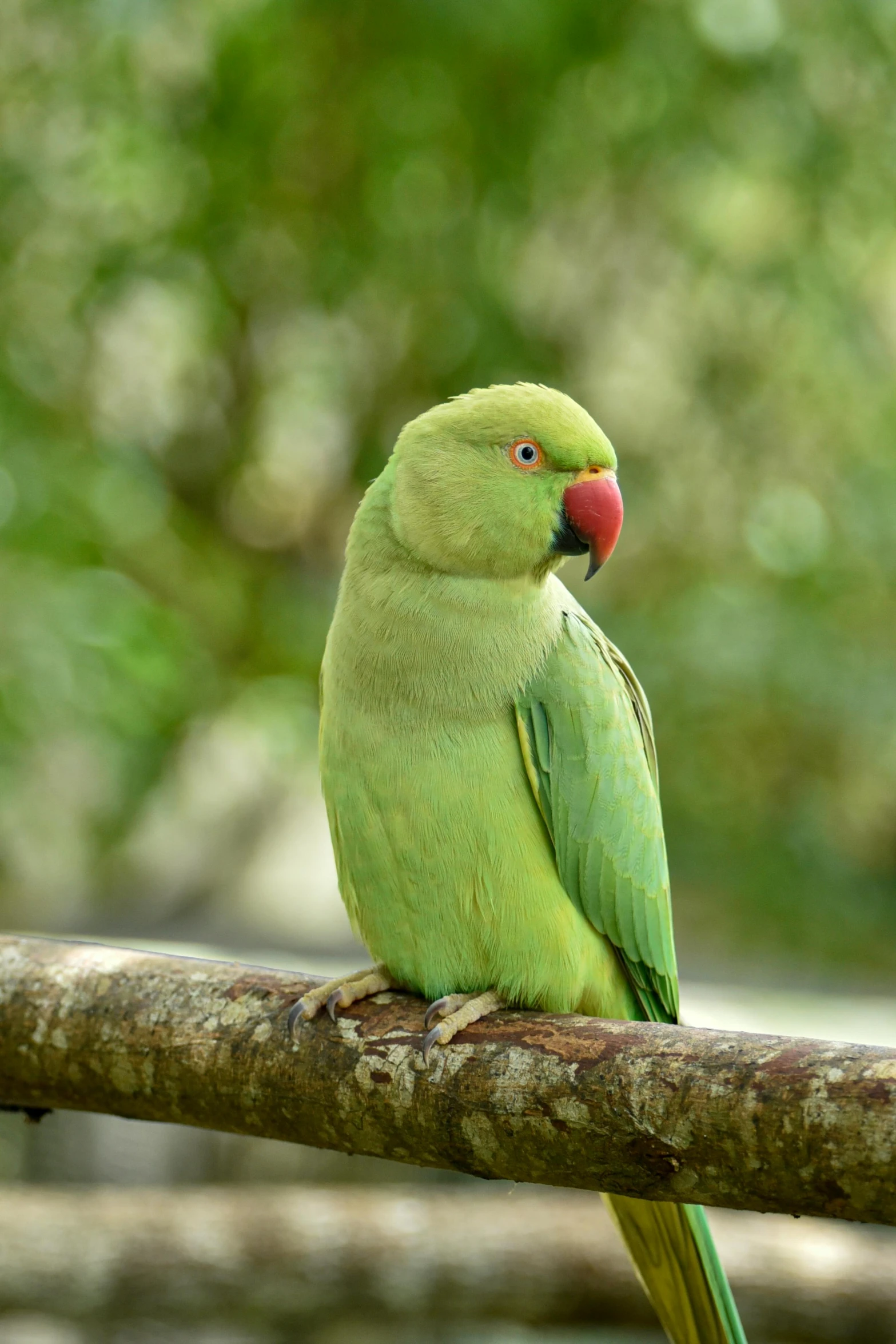 a green bird sits on the nch of a tree