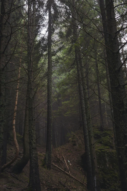 the pathway splits through a thick dense forest in a foggy day