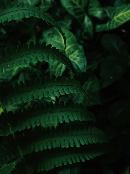 a green leaf of plants covered in leaves