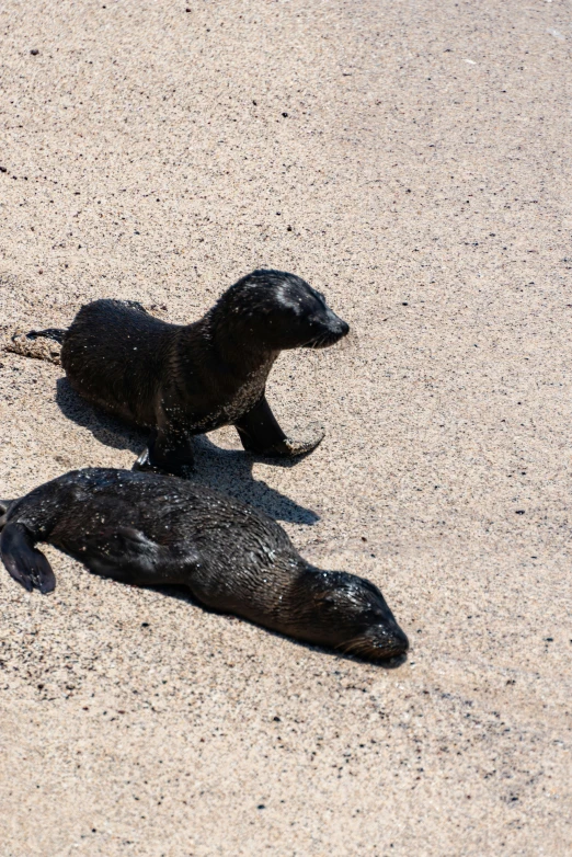 two seals lying on sand together on a beach