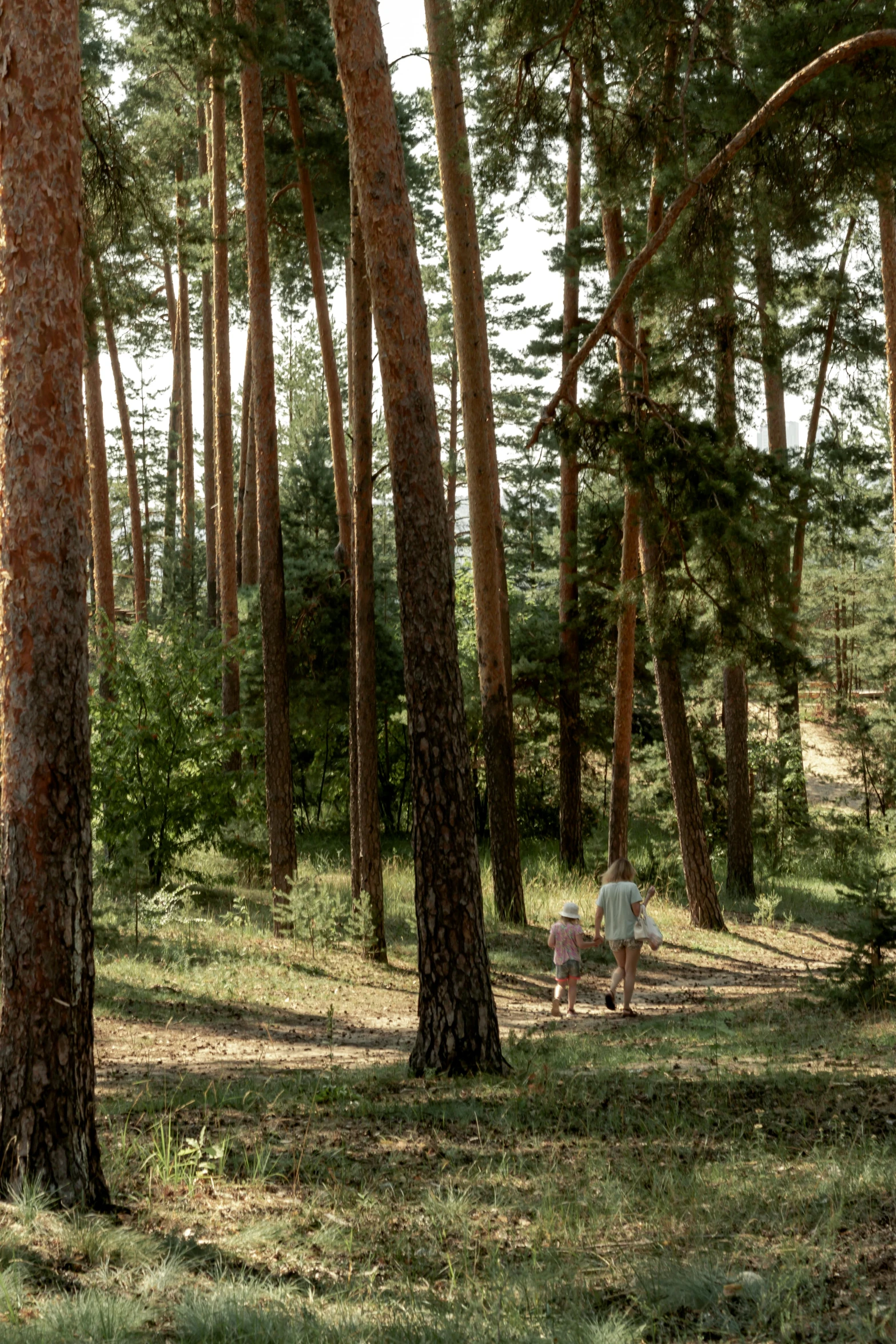 an elderly couple walking through a shady pine grove
