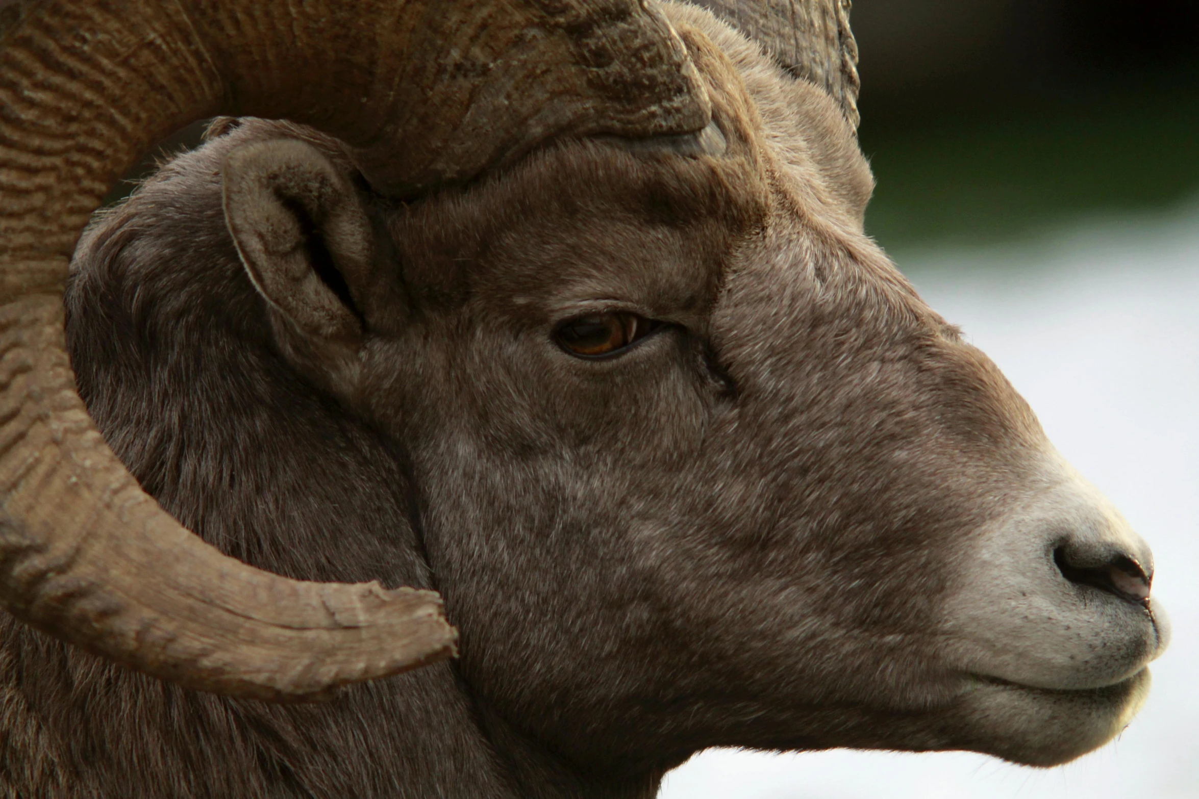 an animal with very horns that is standing