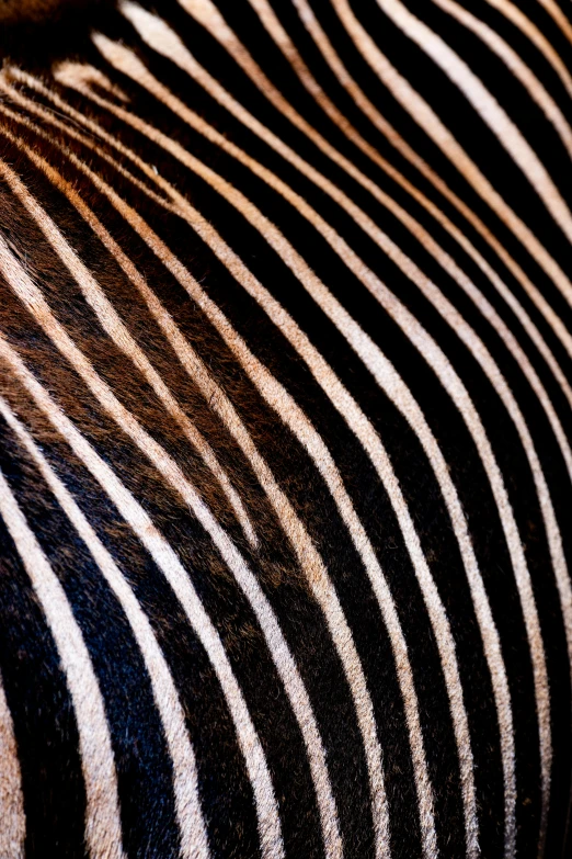 a close up of a ze's stripe in a pattern