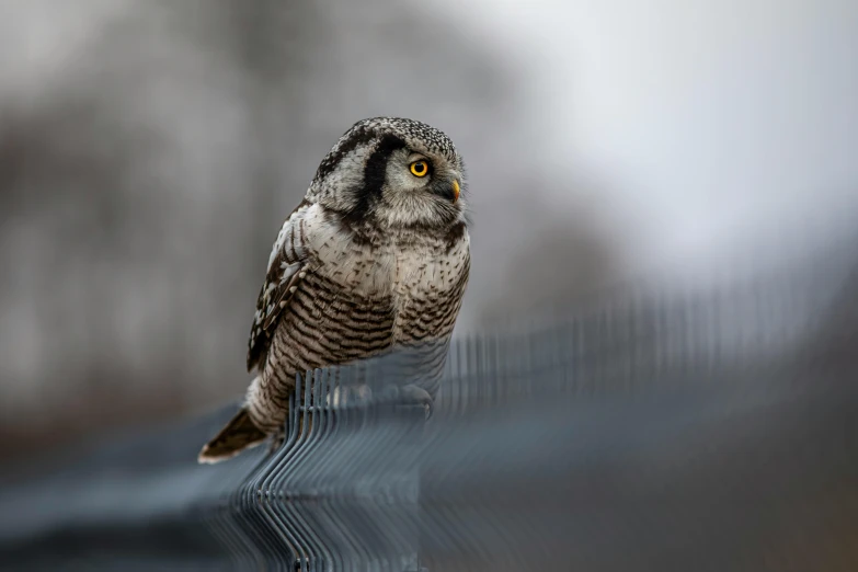 a bird looking intently at soing on a surface