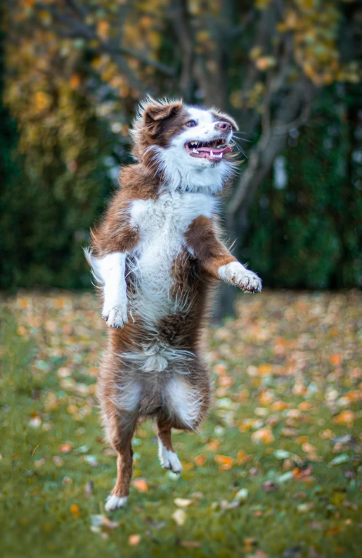 a dog is jumping up to catch a frisbee