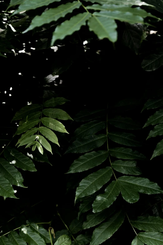 green leaves with black background in the jungle