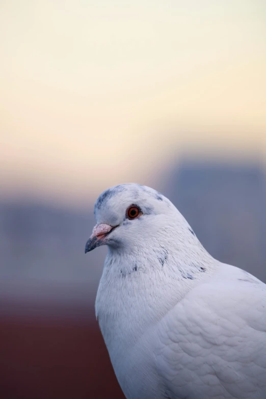 a close up of a white bird with brown eyes