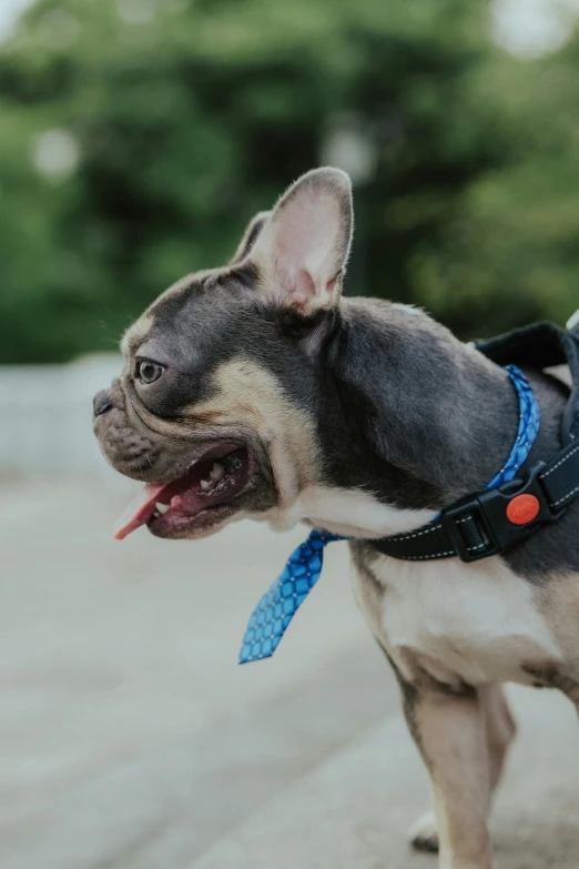 an adorable little dog has its mouth open and is wearing a blue tie