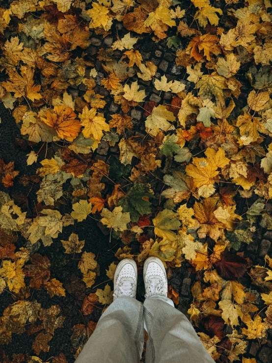 a person standing on a patch of leaves