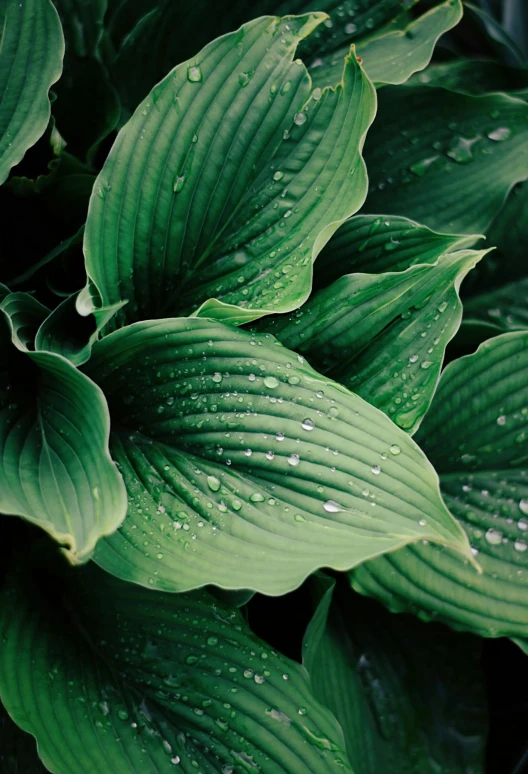 a bunch of leaves with rain drops on them