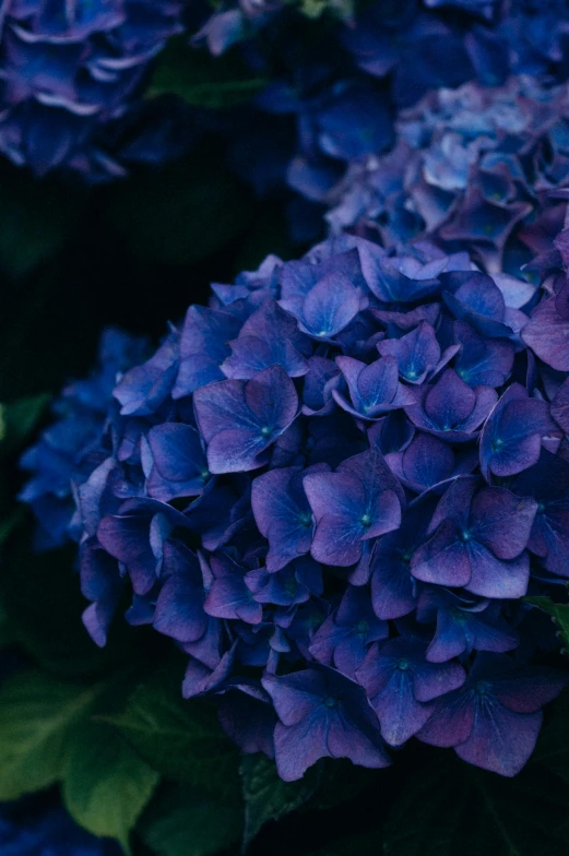 a close - up s of a blue and purple hydrangeas