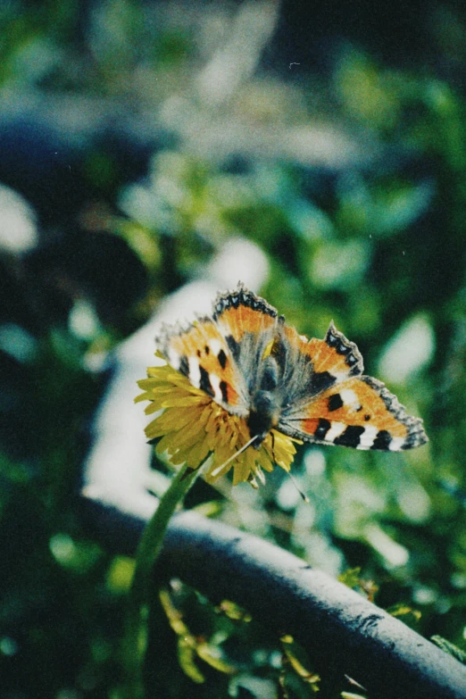 a orange and white erfly resting on a yellow flower