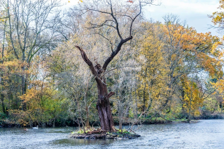 an area with a large river and a tree that is almost submerged in water