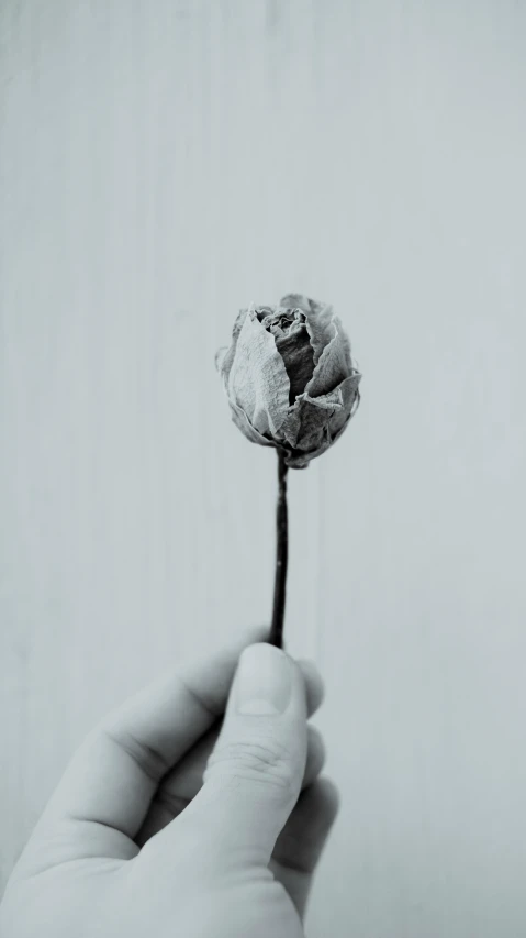 a person holds a small dried flower that has just been opened