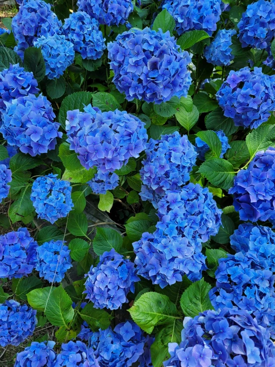 large group of blue flowers next to each other