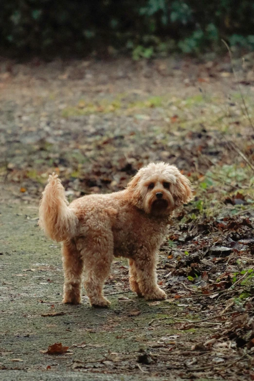 a small dog is standing in the dirt