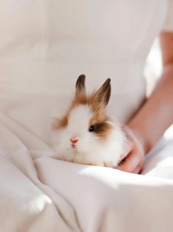 a fluffy bunny is poking its head out through the blanket