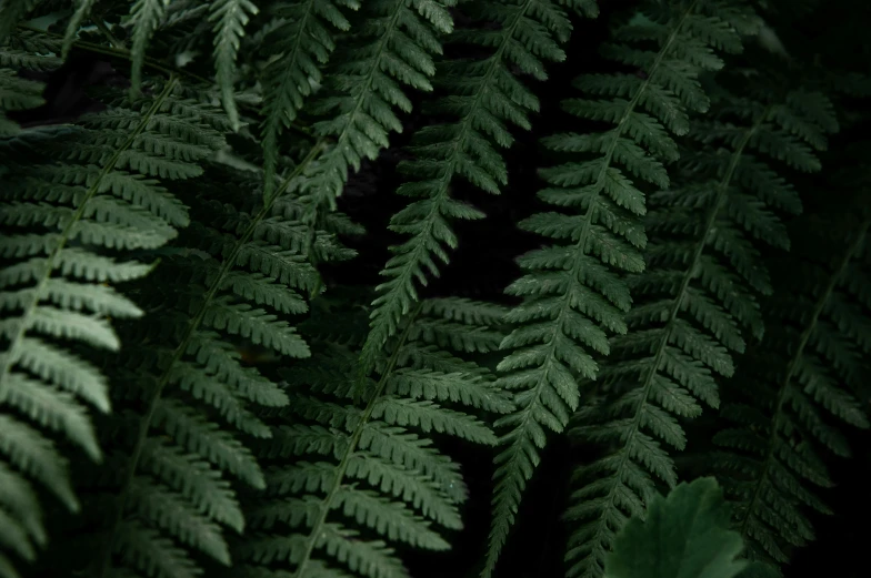 many green leaves are standing close together