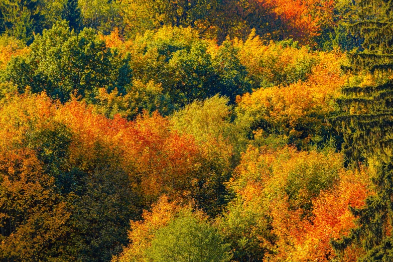 trees displaying orange and green foliage with trees in the background