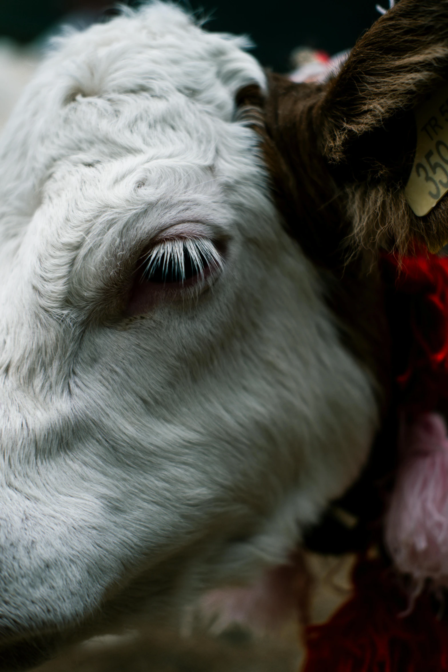 an adorable white cow laying on top of a rug