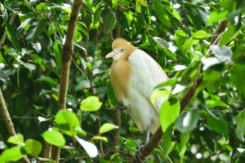 there is a bird that is perched on a nch