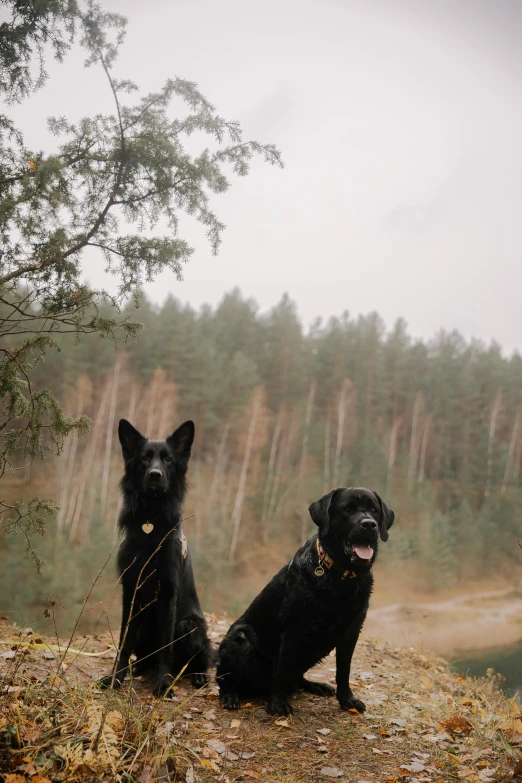 two dogs that are sitting on a hill